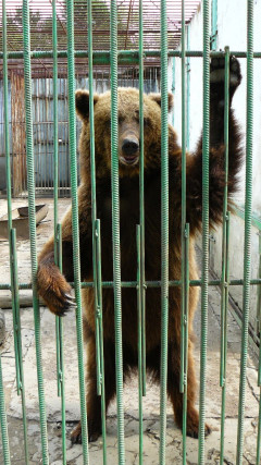 Медведь в Омске