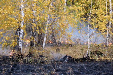 Пожар в лесу, поселок Красная Тула Омского района