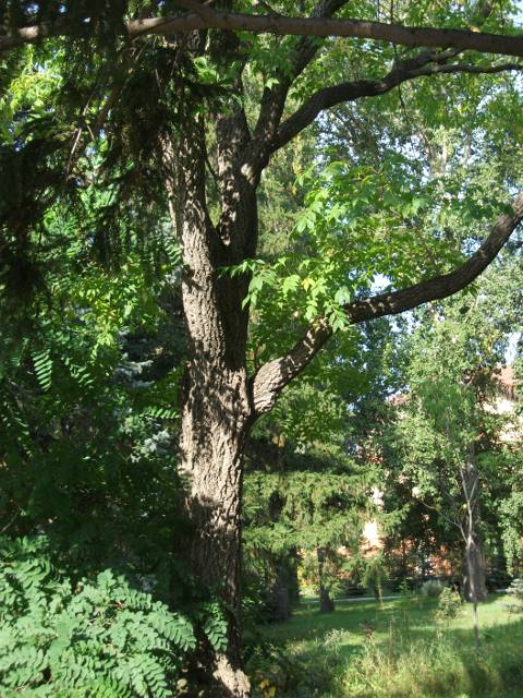 Пробковое дерево - 50 лет в Омском дендрологическом саду