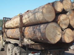 Заготовка леса в Омской области