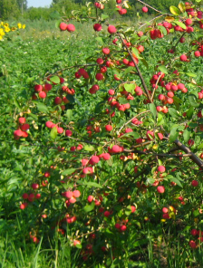 Яблоня в Омске
