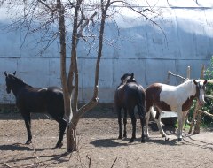 Лошади в Омске