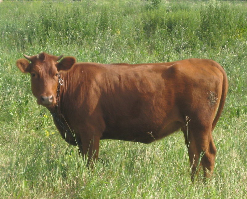 Купить корову в омске и омской области. Рыжая корова Краснокаменск. Деревня коров Омская область. Корова рыжая идет вперед.